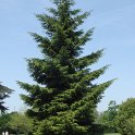 Picea orientalis silhouette